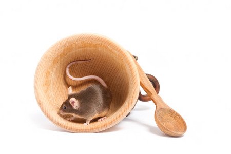 Little hungry mouse in an empty wooden bowl, searching for some foodの写真素材
