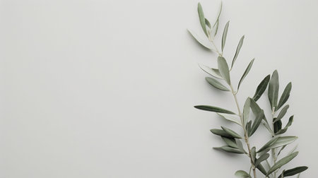 An elegant display of a single olive branch with leaves, emphasizing its classic beauty on a white background, suitable for branding in gourmet foods or Mediterranean themes, --ar 16:9 --v 6 Job ID: 550b2538-fd3a-4740-94ff-f4342405c719の素材
