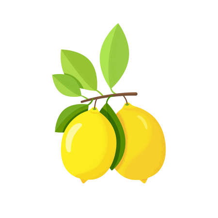 yellow lemon on the branchのイラスト素材
