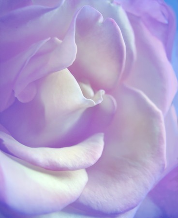 Rose in soft color and blur style for Valentines day and wedding background. Soft and dreamy image.の写真素材