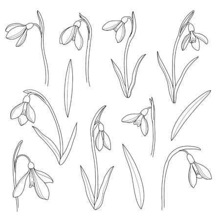 Vector snowdrops set. Hand drawn snowdrops flowers in line style on white background. Spring flowersのイラスト素材