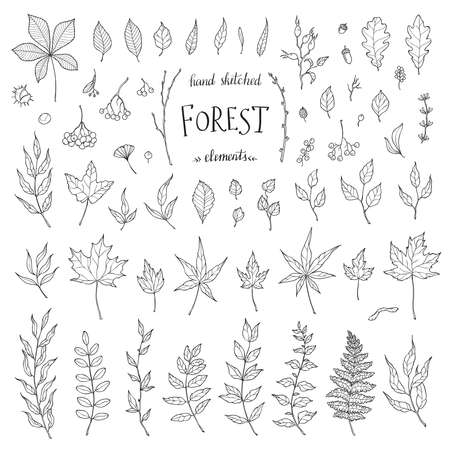 Vector Big Set hand drawn leaves - herbs and leaf. Collection garden, wild foliage and branches. Illustration isolated on white background. Part 2のイラスト素材