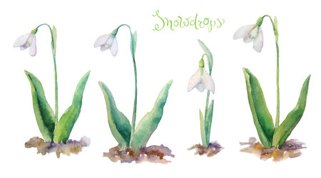 Watercolor spring flowers set. Different vector and decor elements for design. Isolated snowdrops on white background.のイラスト素材