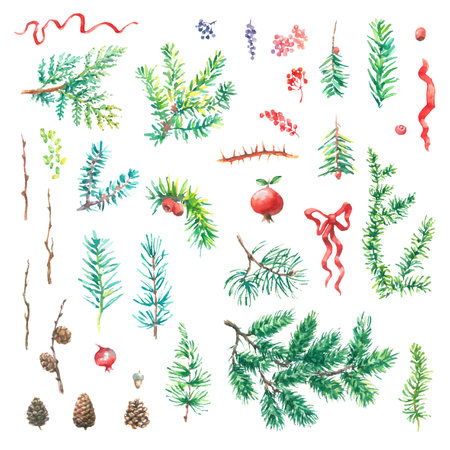 Vector element designer collection set of green natural forest pine trees fir needles branches of greenery, berries, cones are hand-painted in watercolor style.のイラスト素材