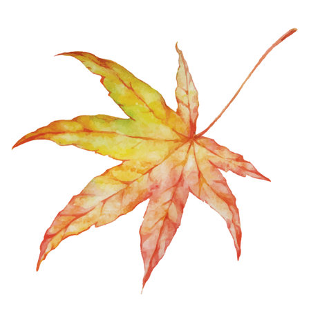 Vector autumn watercolor japanese maple leaf. Illustration isolated on white background.