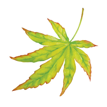 Vector autumn watercolor japanese maple leaf. Illustration isolated on white background.のイラスト素材