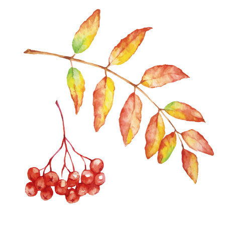 Vector autumn watercolor Rowan leaf and berries. Illustration isolated on white background.のイラスト素材