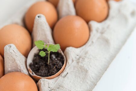 Close up of the plant in the shelll from eggの写真素材