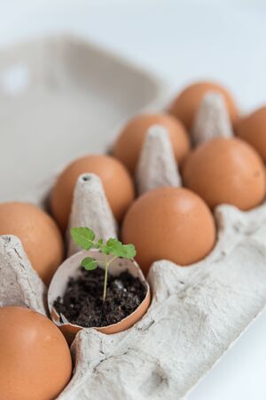 Close up of the plant in the shelll from eggの写真素材