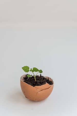Close up of the plant in the shelll from egg with copy spaceの写真素材