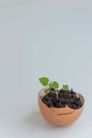 Close up of the plant in the shelll from egg with copy spaceの写真素材