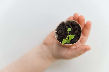 Children hand holding the egg shell with plant in it on the whiteの写真素材