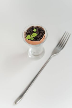 Plant in the shell from the egg in the holder and fork on the tableの写真素材