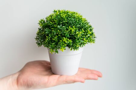 Green plant in the white pot on the hand on white background. Care and gardening conceptの写真素材
