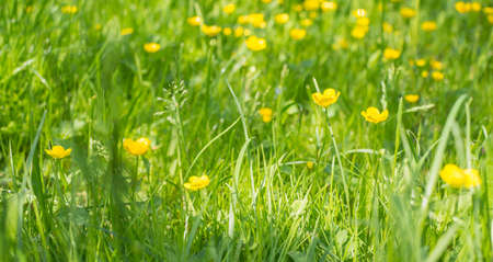 Green grass and little yellow buttercup flowers on bright sunny dayの写真素材