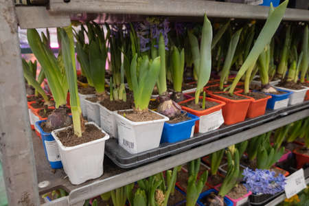 Row of the hyacinths in garden center. Gardening hobbyの写真素材