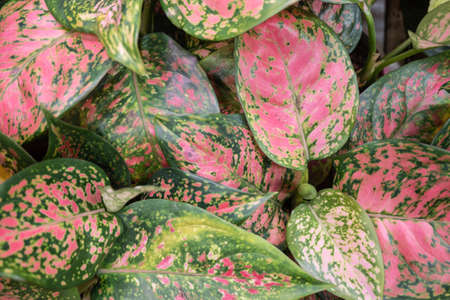 Red and green aglaonema leaves close up pictureの写真素材
