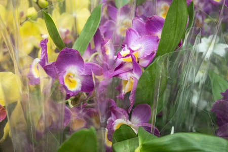 Packed pink and yellow orchids in store. Gardening and room plantsの写真素材