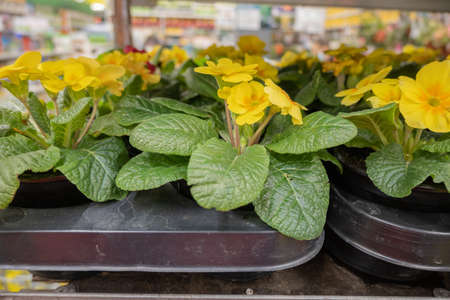Primroses in pots store in the garden shop. Gardening and spring worksの写真素材