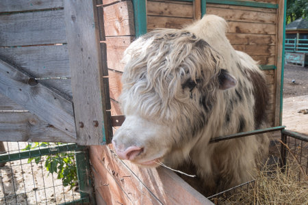 A Mongolian yak in an open-air cage on a farm eats hay. Domestic animal portraitの写真素材