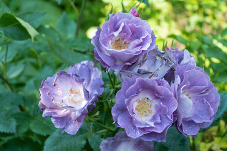 Purple color Floribunda Rose Burgundy Ice flowers in a gardenの写真素材
