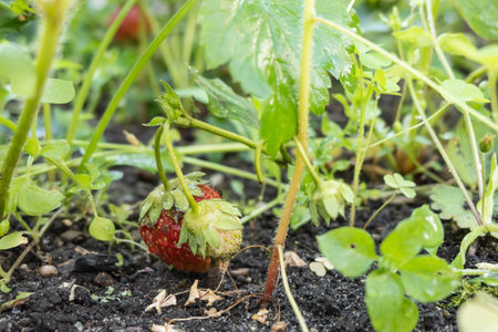 Strawberry plant. Garden stawberry bushes. Strawberries in growth at garden. Unripe berries and foliage strawberryの写真素材