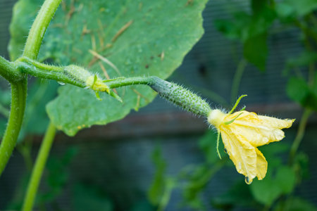 Young plant cucumber with yellow flowers. Juicy fresh cucumber close-up macroの写真素材