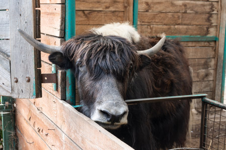A Mongolian yak in an open-air cage on a farm eats hay. Domestic animal portraitの写真素材