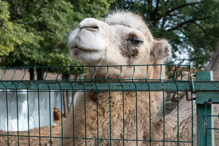 The zoo cage behind which the camel. Close up portrait of the animalの写真素材