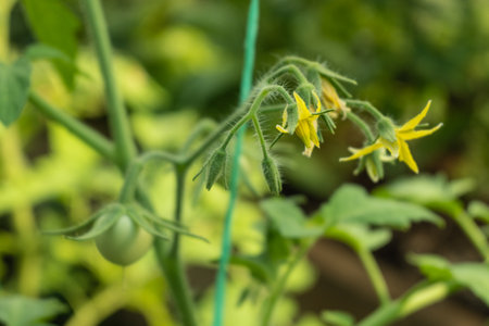 Tomato plants in greenhouse Green tomatoes flowers. Organic farming, young tomato plantsの写真素材