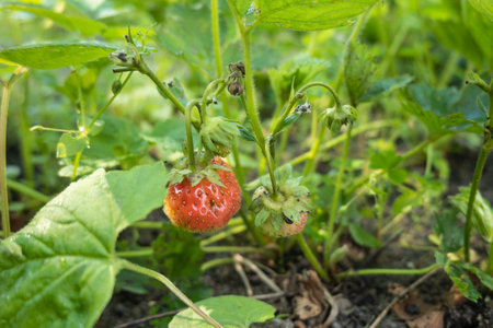 Strawberry plant. Garden stawberry bushes. Strawberries in growth at garden. Unripe berries and foliage strawberryの写真素材