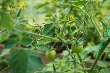 Tomato plants in greenhouse Green tomatoes flowers. Organic farming, young tomato plantsの写真素材