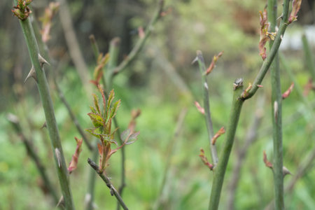 Japanese spirea leaves on the branch. Spring and first leavesの写真素材