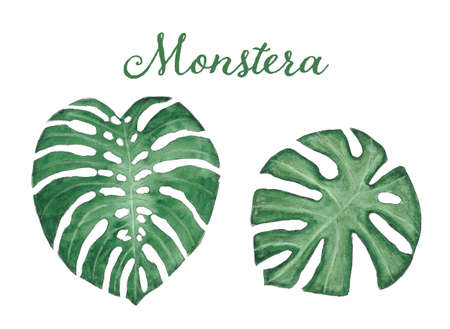 Watercolor illustration of green monstera leaves. Hand painted botanical paintings of tropical leaves.の写真素材
