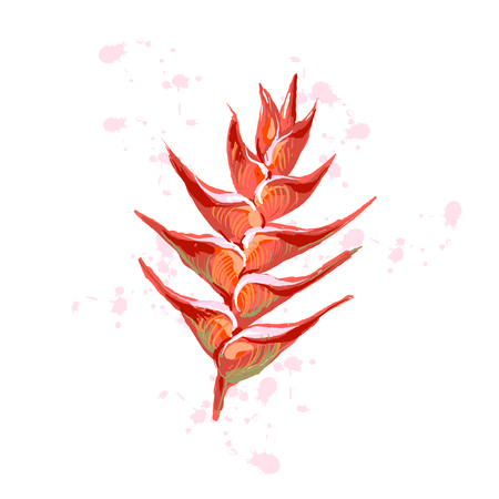 Heliconia flowers wild plantain, lobster claw, false bird-of-paradise flower, Heliconia rostrata . Hand drawn vector illustration on white backgroundのイラスト素材