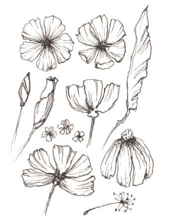 Set of linear drawing herbs and flowers, vector illustrationのイラスト素材