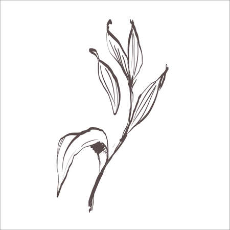 leaf sketch contour doodle on the white backgroundのイラスト素材