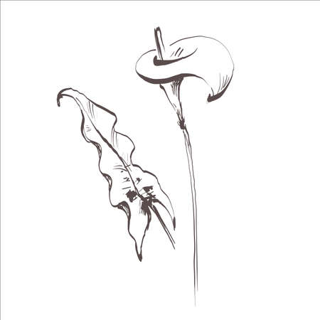 Doodle calla lily flower isolated on white. Sketch flower. Hand drawing line art. Outline vector stock illustration.のイラスト素材