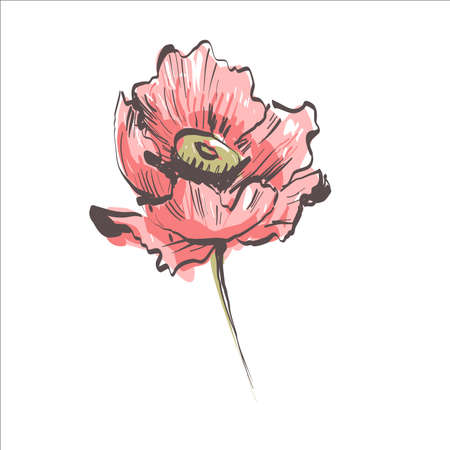 Poppy red flower, bud, sketch and imitation watercolorのイラスト素材