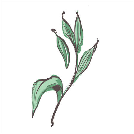 leaf sketch color doodle on the white backgroundのイラスト素材