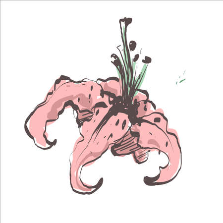White lily flower sketch. Isolated vector botanical illustration retro, vintage, hand drawn, color sketch. For wedding invitation, card, print, tattoo. Japanese style.のイラスト素材