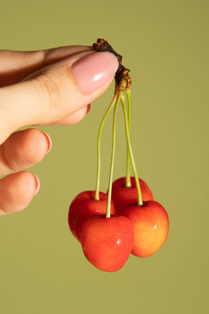 Cherry branch in hands on a gentle green background.