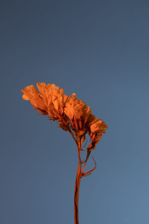 Kermek notched yellow dried flowers on a blue background. close-up.