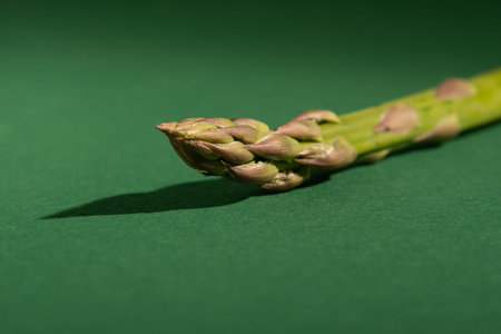 Fresh asparagus on green background with shadow. horizontal photo.