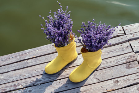 Purple lavender in yellow rubber boots on a pier near a river.の写真素材