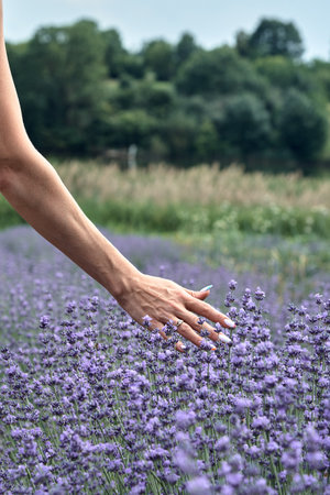 The girl touches the lavender flowers on the field.の写真素材