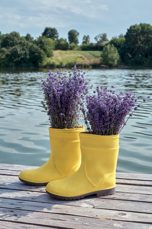 Purple lavender in yellow rubber boots on a pier near a river.の写真素材