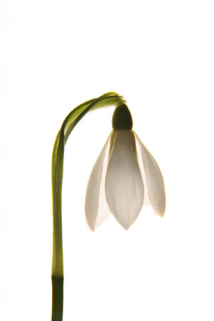 White flower, snowdrop. On a white background. vertically. close up. isolated. spring flower.の写真素材