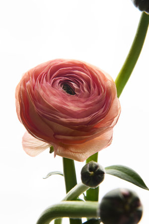 Pink Ranunculus flower on white background. Vertical photo. Universal close-up photo. Picture in...