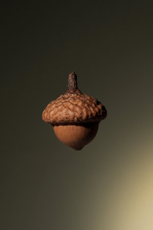 Thick brown acorn on a green dark background.の写真素材